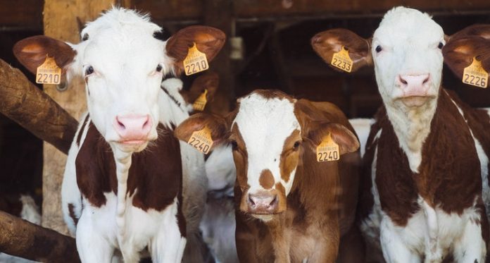 A marhahús előállítása régóta foglalkoztatja a környezetvédőket