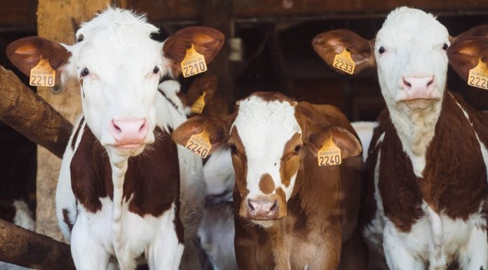 A marhahús előállítása régóta foglalkoztatja a környezetvédőket