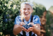 Az áfonya az egyik ismert superfood