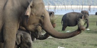 Srí Lanka elefántjai