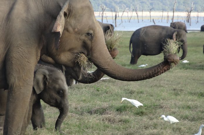 Srí Lanka elefántjai