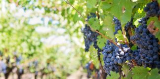 A jótékony hatású őszi gyümölcsök sorában a szőlő előkelő helyet foglal el.