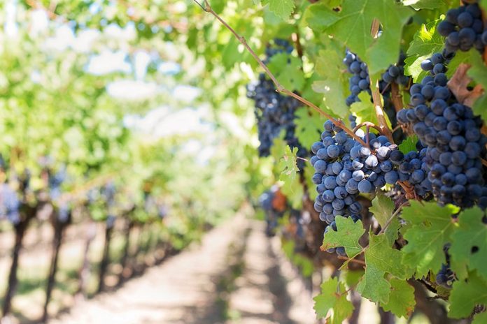 A jótékony hatású őszi gyümölcsök sorában a szőlő előkelő helyet foglal el.