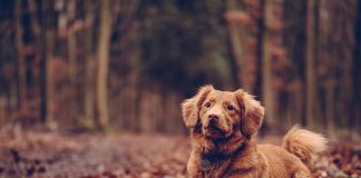 A kutya örökbefogadás pozitív egészségügyi hatásokkal bír