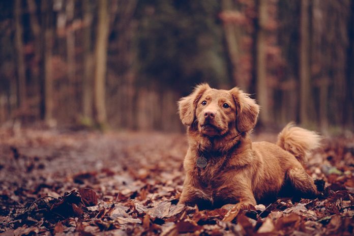 A kutya örökbefogadás pozitív egészségügyi hatásokkal bír