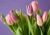 Tavaszi virágok az otthonodba - tulipán