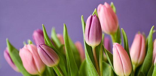 Tavaszi virágok az otthonodba - tulipán