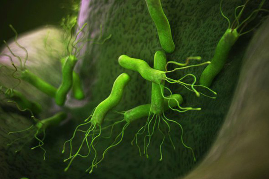 Helikobacter fertőzés ellen gyógynövényekkel